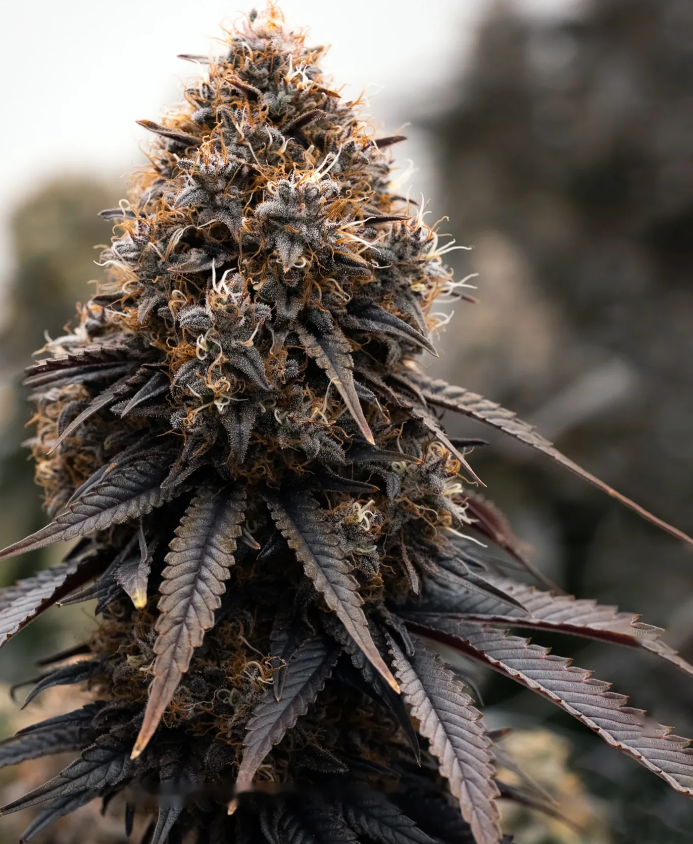 Flor de CBD en el cultivo, con hojas oscuras y tricomas visibles